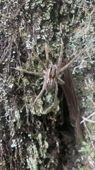 Dolomedes minor