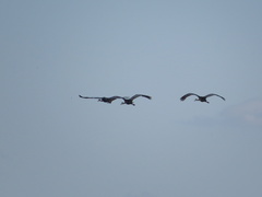 Grus canadensis image