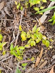 Puccinia myrsiphylli
