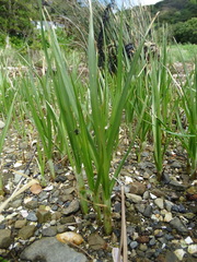 Bolboschoenus caldwellii
