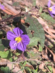 Solanum pungetium