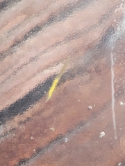 Eulalia gracilior