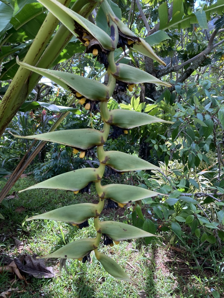 Heliconia solomonensis (Solomon Heliconia)