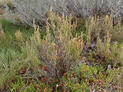 Tecticornia pergranulata