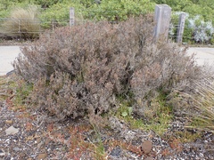 Tecticornia pergranulata