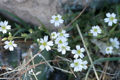 Cerastium arvense strictum