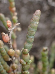 Tecticornia pergranulata