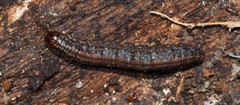 Tymbophora peltastis