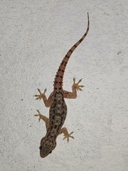 Hemidactylus murrayi