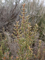 Tecticornia pergranulata