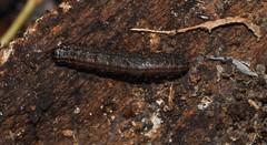 Tymbophora peltastis