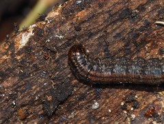 Tymbophora peltastis