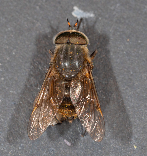Scaptia calliphora