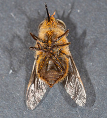Myioscaptia calliphora