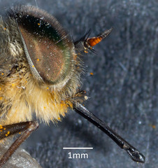 Myioscaptia calliphora