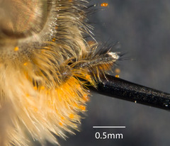 Myioscaptia calliphora
