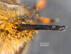 Myioscaptia calliphora