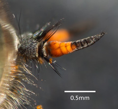 Myioscaptia calliphora