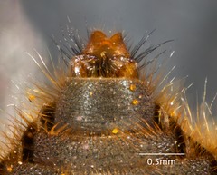 Myioscaptia calliphora