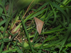 Epidesmia chilonaria