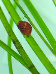 Phasianellidae