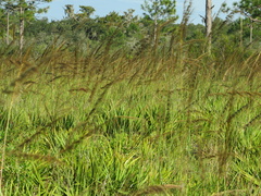 Sorghastrum secundum