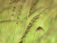 Sorghastrum secundum