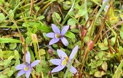 Centrolepis aristata