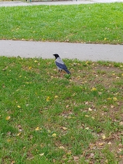 Corvus cornix