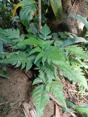 Tectaria fuscipes