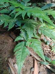 Tectaria fuscipes