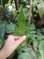 Tectaria fuscipes