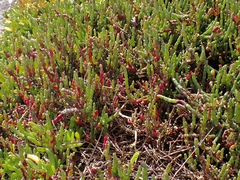Salicornia blackiana
