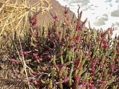 Salicornia blackiana