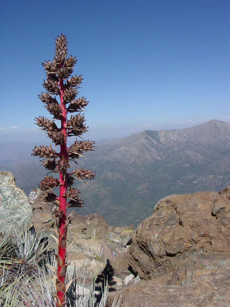 Puya