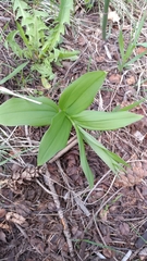 Maianthemum