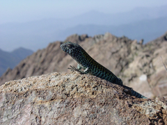 Liolaemus nigroviridis