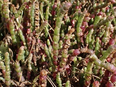 Salicornia blackiana