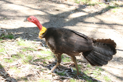 Alectura lathami lathami