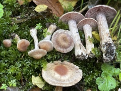 Cortinarius lucorum