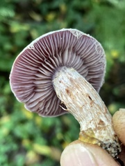 Cortinarius lucorum