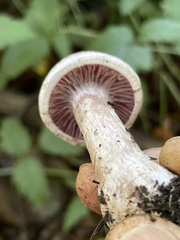 Cortinarius lucorum