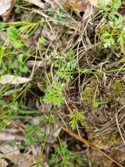 Xanthosia dissecta