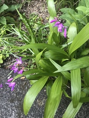 Bletilla