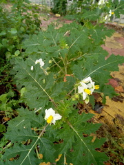 Solanum sisymbriifolium