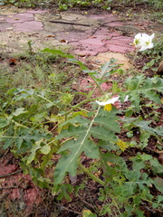 Solanum sisymbriifolium