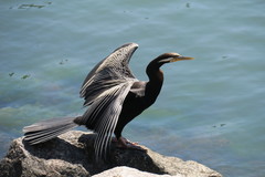 Anhinga novaehollandiae