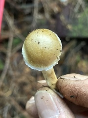 Inocybe kauffmanii