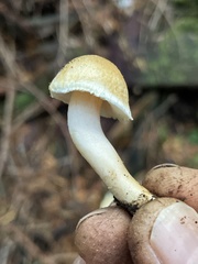 Inocybe kauffmanii