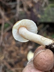 Inocybe kauffmanii